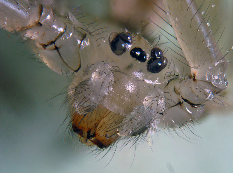 Holocnemus pluchei - Albizzate (VA)